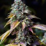 L.A. Confidential feminised Ganja Seeds L.A. Confidential feminised Ganja Seeds