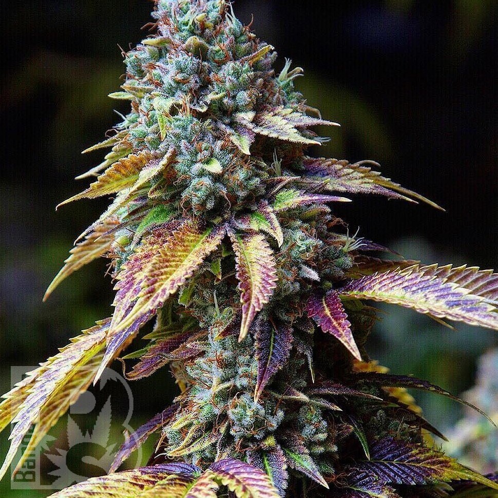 L.A. Confidential feminised Ganja Seeds L.A. Confidential feminised Ganja Seeds
