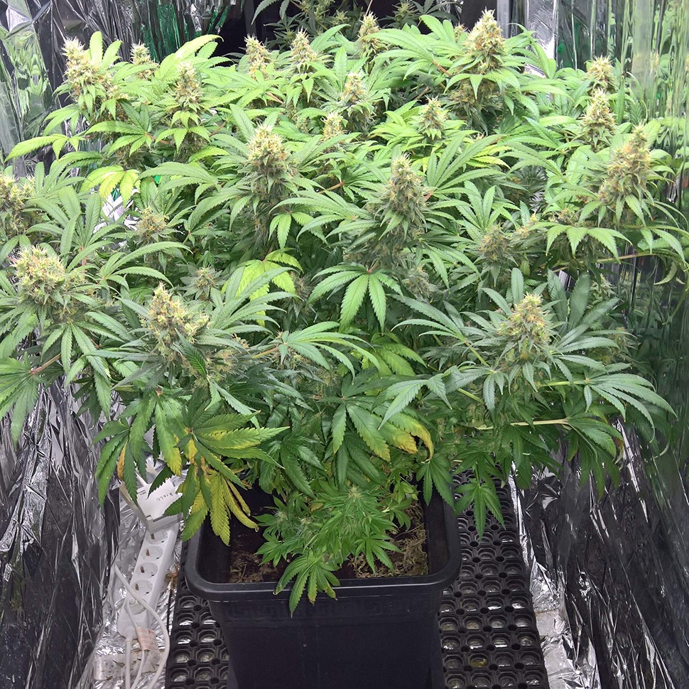 купить семена конопли феминизированные Super Skunk feminised купить семена конопли феминизированные Super Skunk feminised
