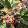 заказать семена конопли наложенным платежом Afghan Kush regular заказать семена конопли наложенным платежом Afghan Kush regular