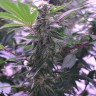 заказать семена конопли почтой Afghan Kush regular заказать семена конопли почтой Afghan Kush regular