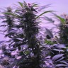 заказать семена конопли Afghan Kush regular заказать семена конопли Afghan Kush regular