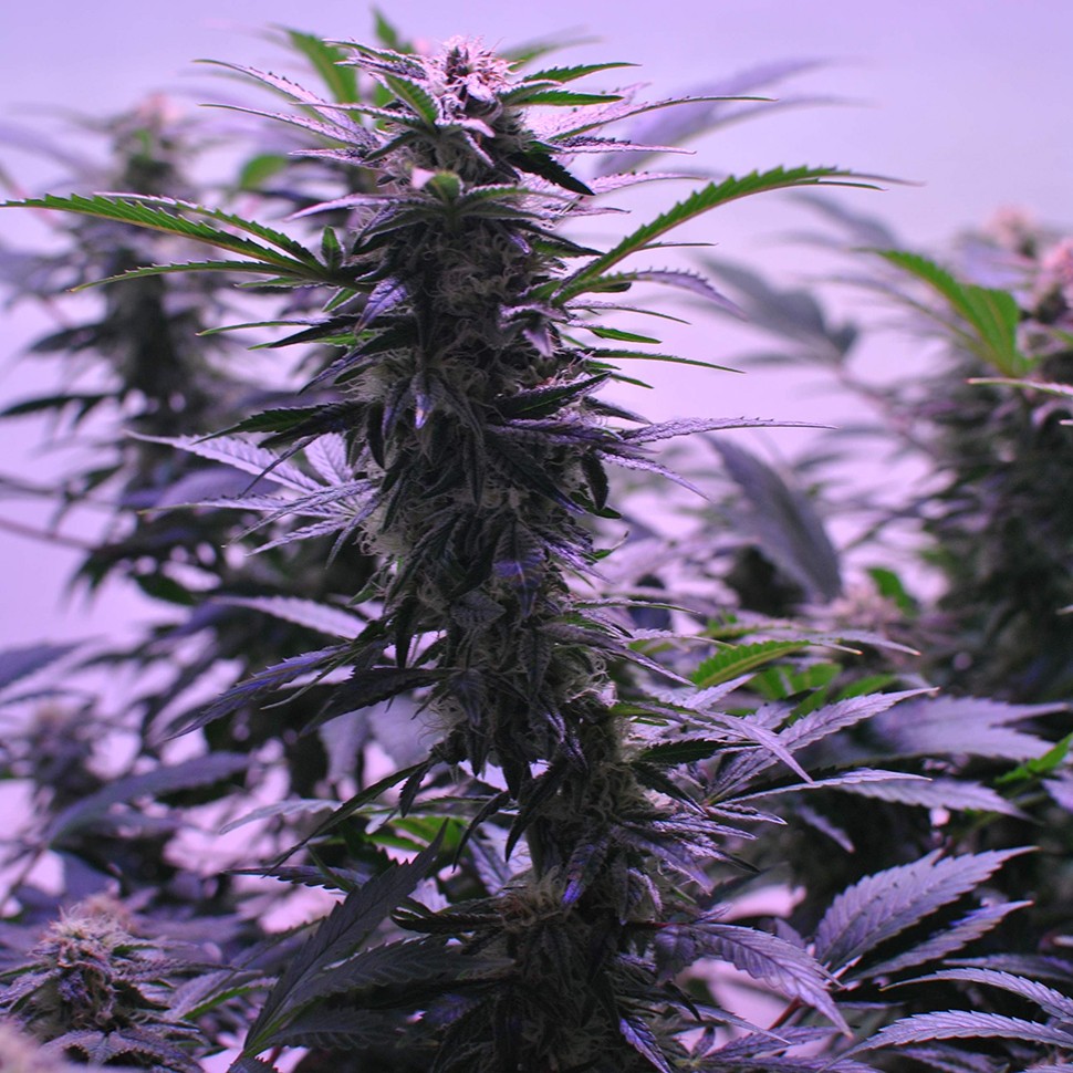 заказать семена конопли Afghan Kush regular заказать семена конопли Afghan Kush regular