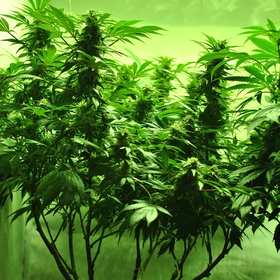 купить качественные семена конопли Afghan Kush regular купить качественные семена конопли Afghan Kush regular