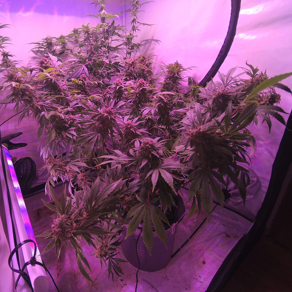купить семена сортовой конопли Afghan Kush regular купить семена сортовой конопли Afghan Kush regular