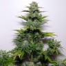 купить семена конопли G-13 feminised купить семена конопли G-13 feminised