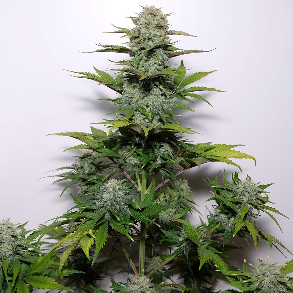 купить семена конопли G-13 feminised купить семена конопли G-13 feminised