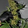 купить семена конопли недорого G-13 feminised купить семена конопли недорого G-13 feminised