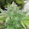 купить семена конопли феминизированные G-13 feminised купить семена конопли феминизированные G-13 feminised