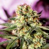 купить семена индийской конопли G-13 feminised купить семена индийской конопли G-13 feminised