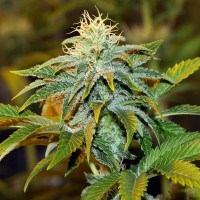 White Diesel Haze feminised Ganja Seeds