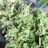 Семена конопли  Point Of No Return x AK-47 (Powerful) regular Ganja Seeds Семена конопли  Point Of No Return x AK-47 (Powerful) regular Ganja Seeds