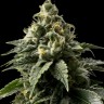 Семена конопли  Auto Kaindy feminised Bang Seeds
