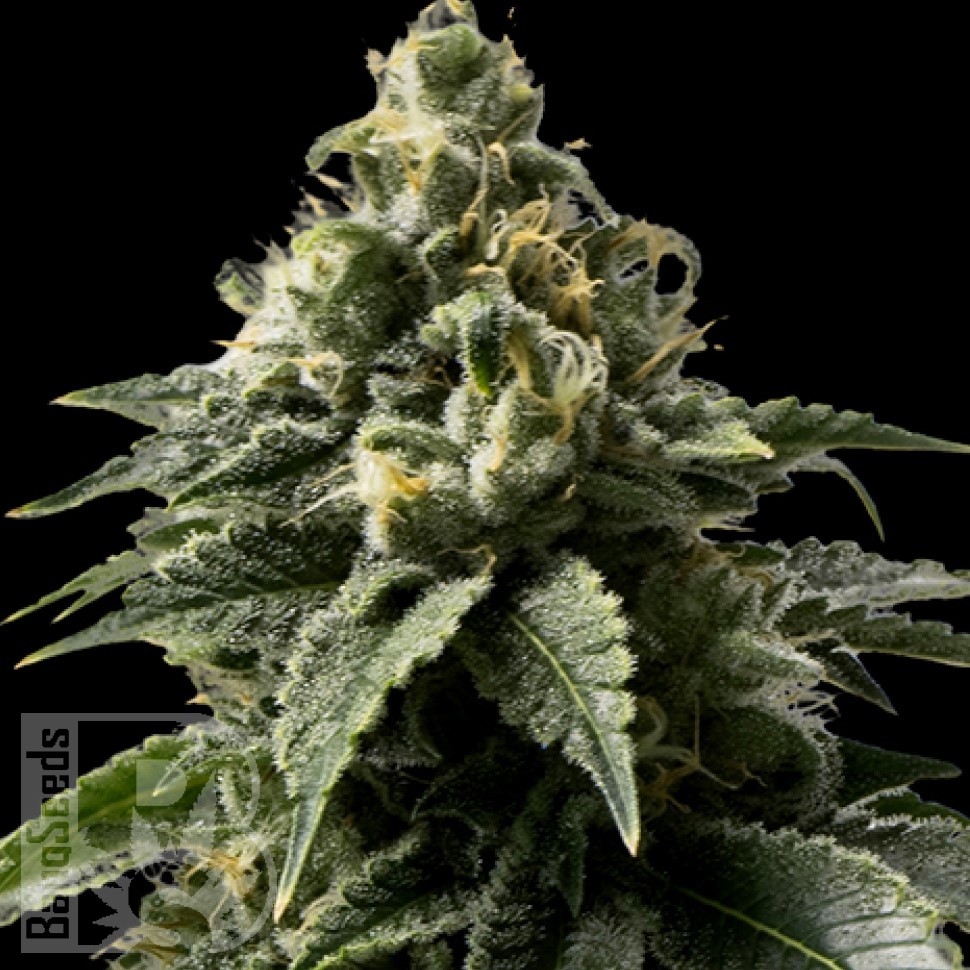 Семена конопли  Auto Kaindy feminised Bang Seeds