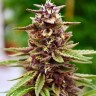 Семена каннабиса  Lavender feminised Ganja Seeds Семена каннабиса  Lavender feminised Ganja Seeds