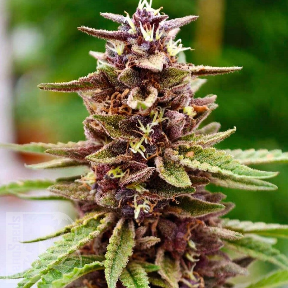 Семена каннабиса  Lavender feminised Ganja Seeds Семена каннабиса  Lavender feminised Ganja Seeds