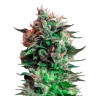 Фаст сорта конопли Jack 47 feminised Ganja Seeds Fast Version Фаст сорта конопли Jack 47 feminised Ganja Seeds Fast Version