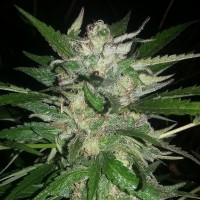 Auto Moscow feminised Ganja Seeds