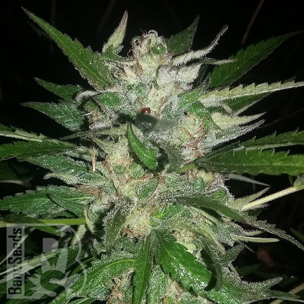 Семена ганжа  Auto Moscow feminised Ganja Seeds