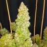 Семена ганжа  Auto Moscow feminised Ganja Seeds Семена ганжа  Auto Moscow feminised Ganja Seeds