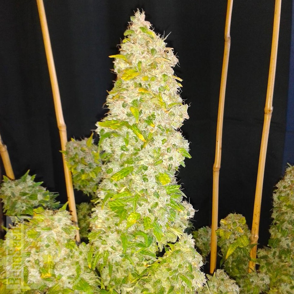 Семена ганжа  Auto Moscow feminised Ganja Seeds Семена ганжа  Auto Moscow feminised Ganja Seeds