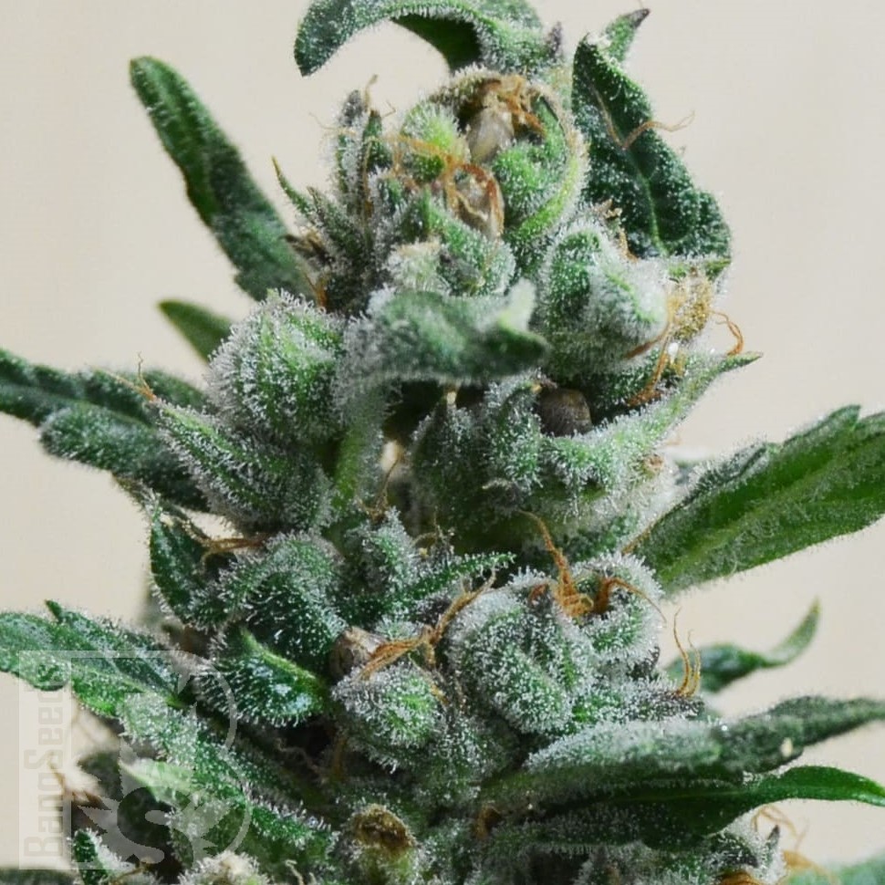 Семена ганжа  Auto Moscow feminised Ganja Seeds Семена ганжа  Auto Moscow feminised Ganja Seeds