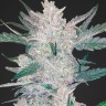Семена ганжа  Auto Moscow feminised Ganja Seeds Семена ганжа  Auto Moscow feminised Ganja Seeds
