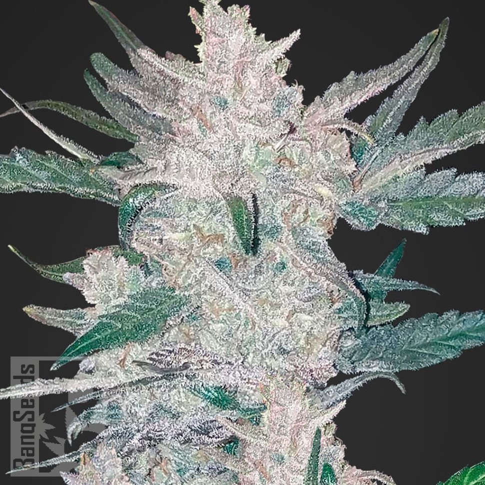 Семена ганжа  Auto Moscow feminised Ganja Seeds Семена ганжа  Auto Moscow feminised Ganja Seeds