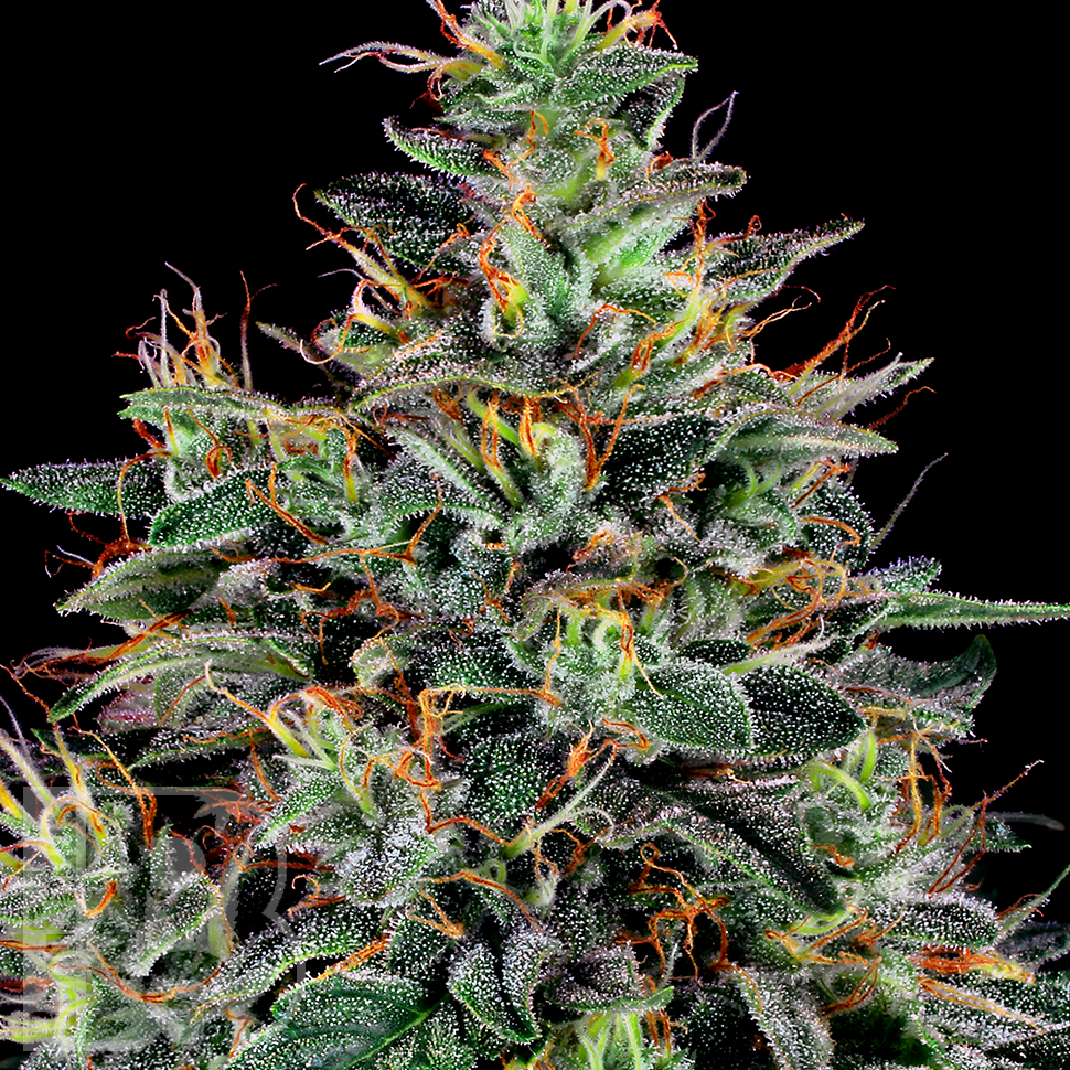 Семена марихуаны  Master Kush feminised Ganja Seeds