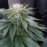 семена конопли оптом Master Kush feminised Ganja Seeds семена конопли оптом Master Kush feminised Ganja Seeds