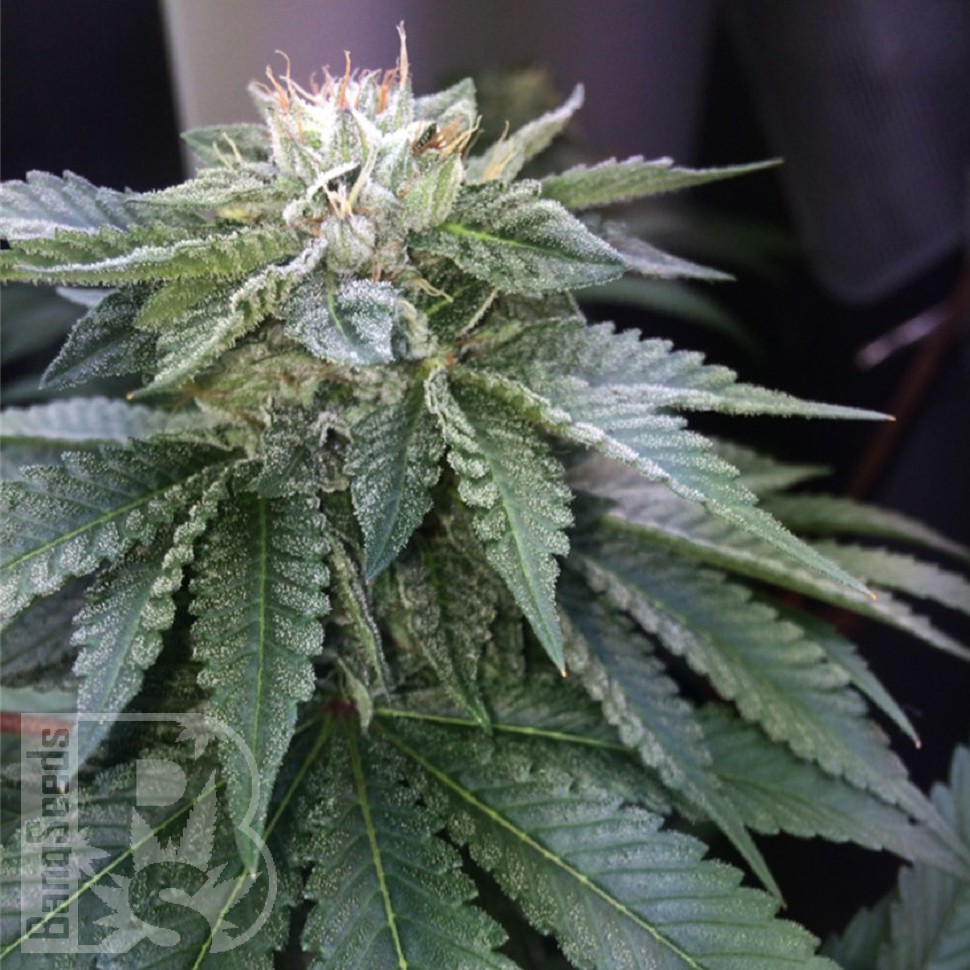 семена конопли оптом Master Kush feminised Ganja Seeds семена конопли оптом Master Kush feminised Ganja Seeds