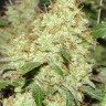 семена конопли свойства Master Kush feminised Ganja Seeds семена конопли свойства Master Kush feminised Ganja Seeds
