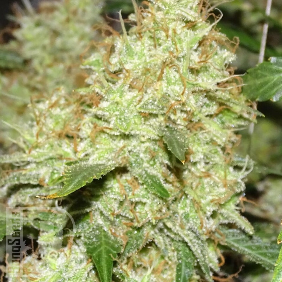 семена конопли свойства Master Kush feminised Ganja Seeds семена конопли свойства Master Kush feminised Ganja Seeds