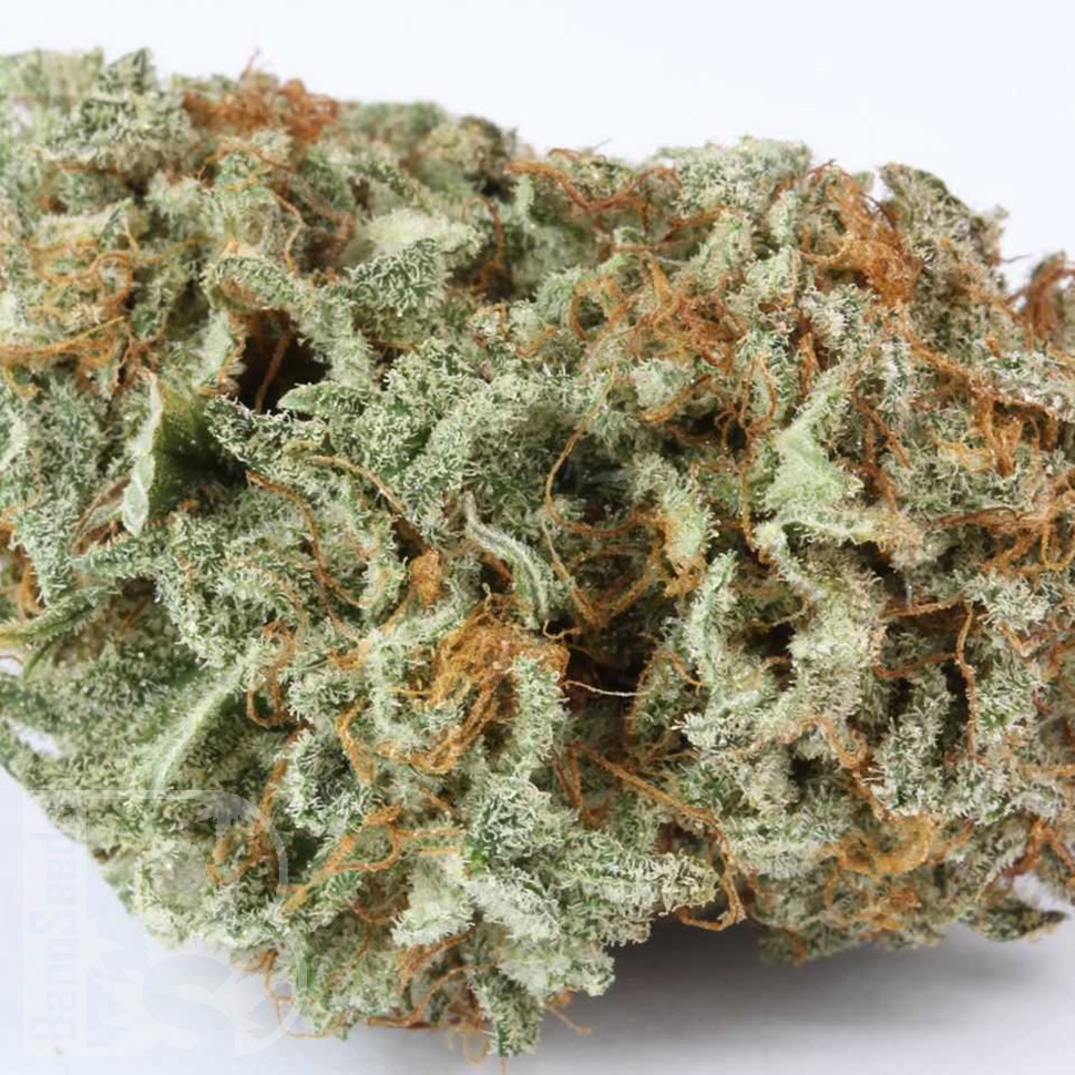 купить семена конопли наложенным Master Kush feminised Ganja Seeds купить семена конопли наложенным Master Kush feminised Ganja Seeds