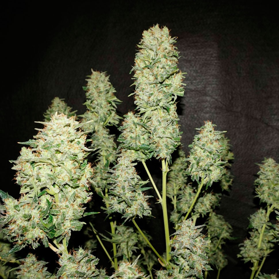 купить качественные семена конопли OG Kush feminised купить качественные семена конопли OG Kush feminised