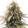 Семена марихуаны  Auto Sweet Cheese feminised Ganja Seeds Семена марихуаны  Auto Sweet Cheese feminised Ganja Seeds