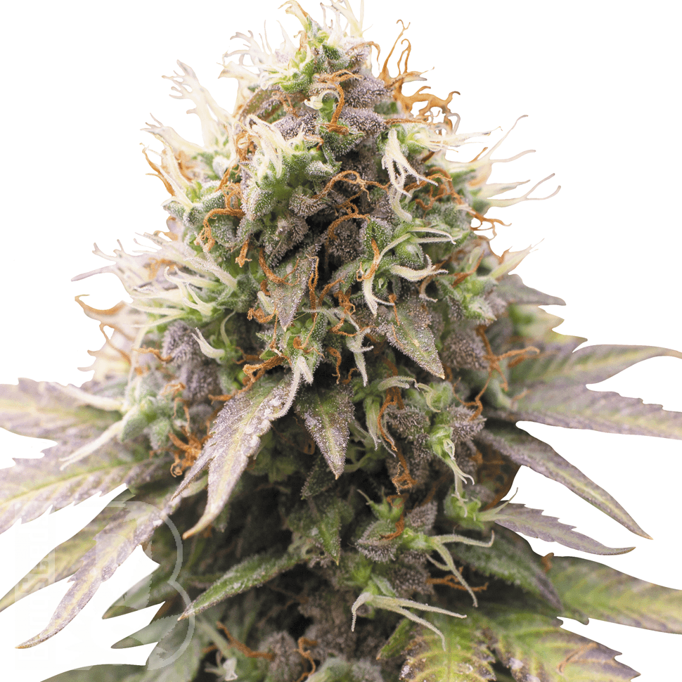 Семена марихуаны  Auto Sweet Cheese feminised Ganja Seeds