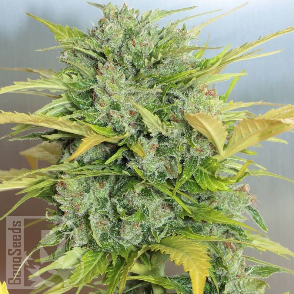 Семена марихуаны  Auto Sweet Cheese feminised Ganja Seeds Семена марихуаны  Auto Sweet Cheese feminised Ganja Seeds