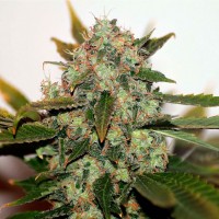 White Skunk #1 feminised Ganja Seeds