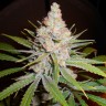 заказать семена конопли White Skunk #1 feminised заказать семена конопли White Skunk #1 feminised
