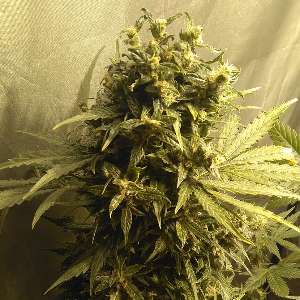 Семена  Point of No Return x Lowryder (Point) regular Ganja Seeds