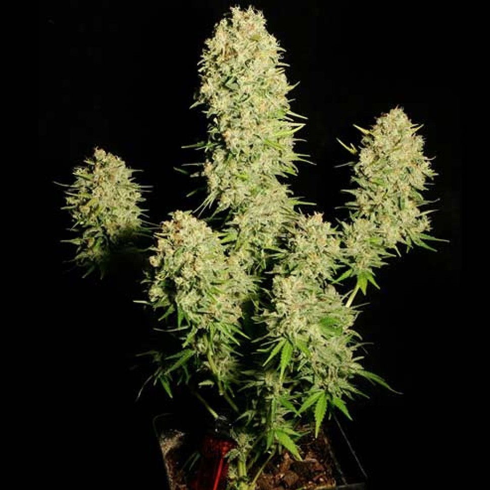 Семена конопли  Auto Chronic feminised Ganja Seeds