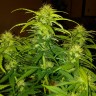 купить семена конопли медицинской  CBD White Widow feminised купить семена конопли медицинской  CBD White Widow feminised