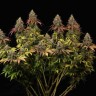 Семена конопли  White Widow CBD feminised Ganja Seeds Семена конопли  White Widow CBD feminised Ganja Seeds