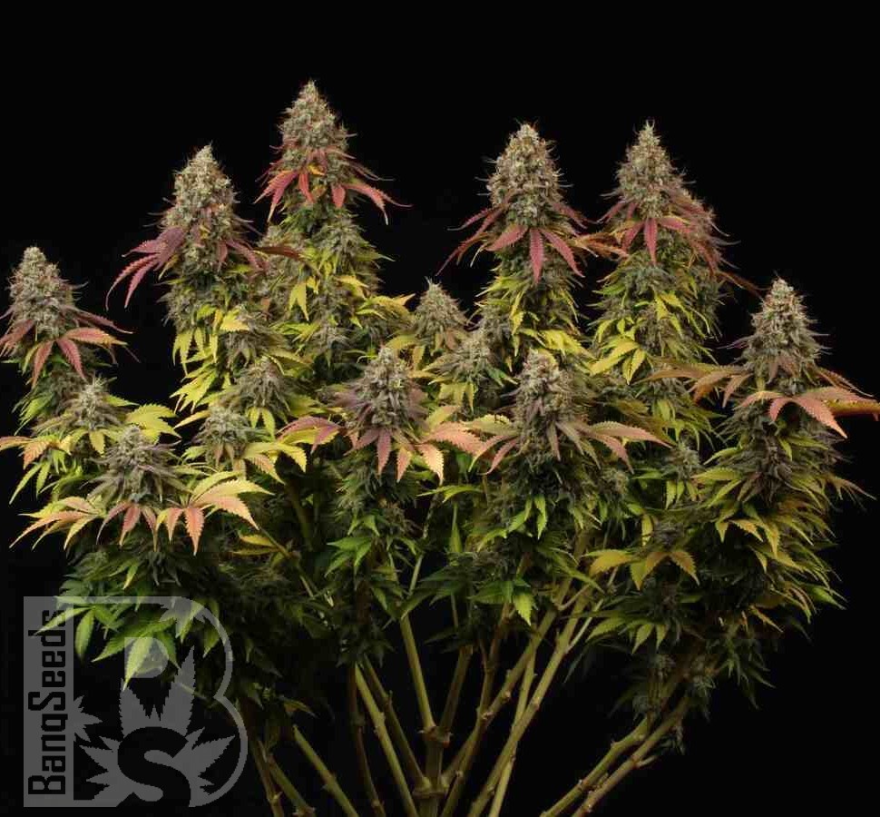 Семена конопли  White Widow CBD feminised Ganja Seeds Семена конопли  White Widow CBD feminised Ganja Seeds