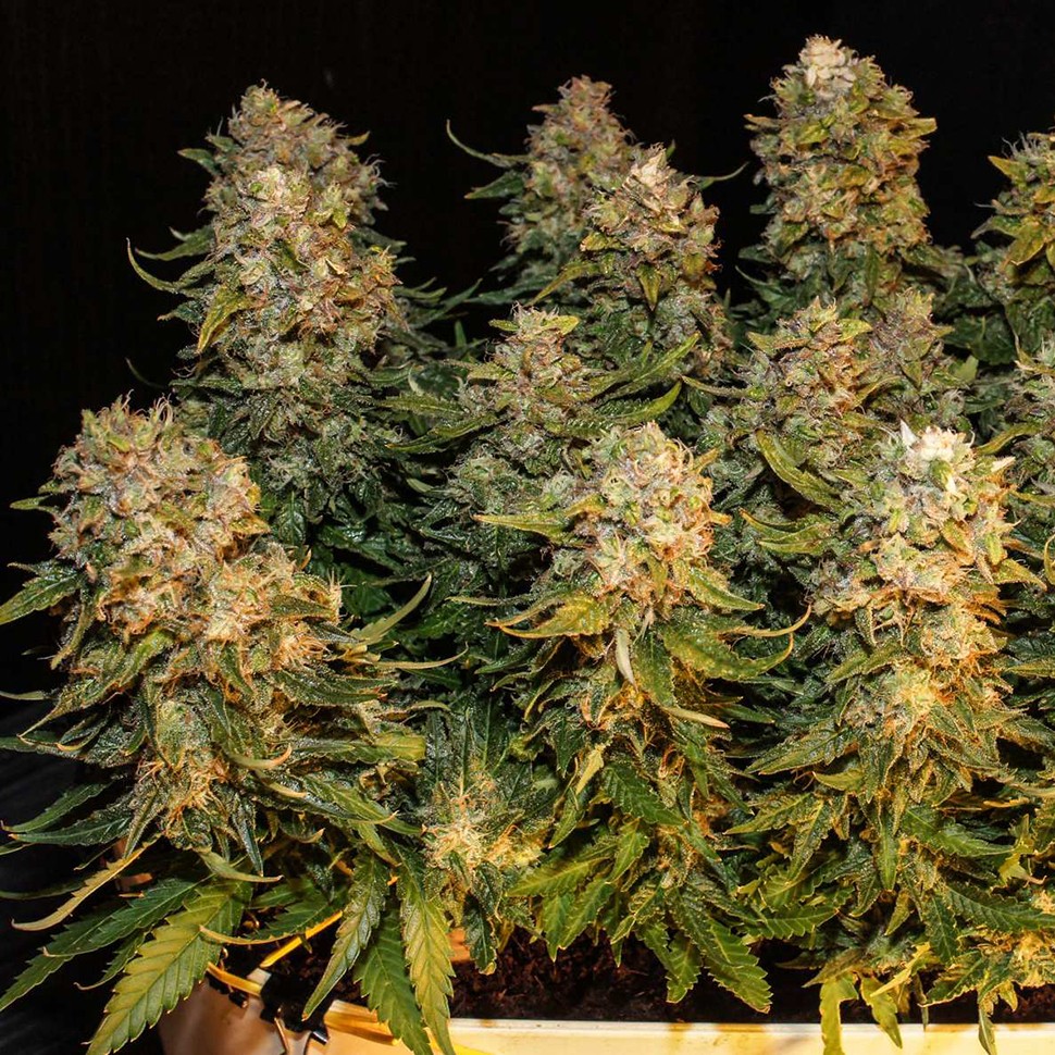 Семена  Auto Karatal feminised Bang Seeds