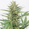 Семена  Auto Karatal feminised Bang Seeds Семена  Auto Karatal feminised Bang Seeds