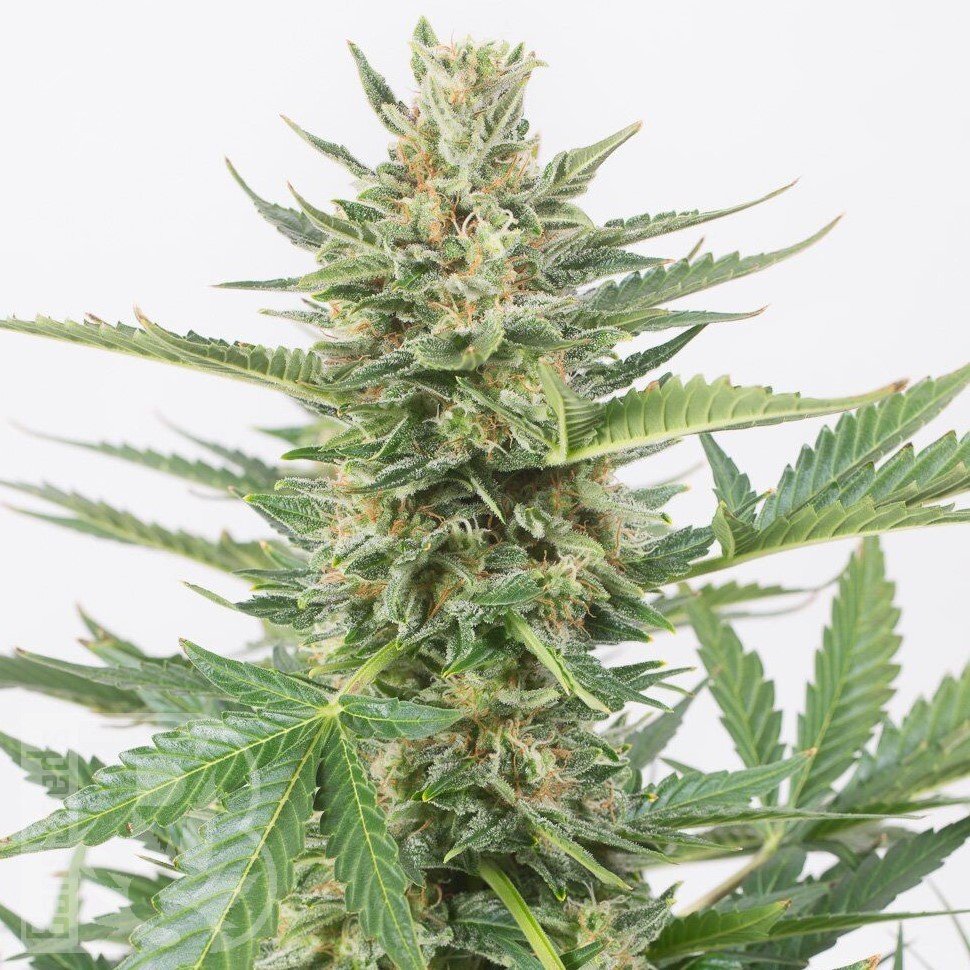 Семена  Auto Karatal feminised Bang Seeds Семена  Auto Karatal feminised Bang Seeds