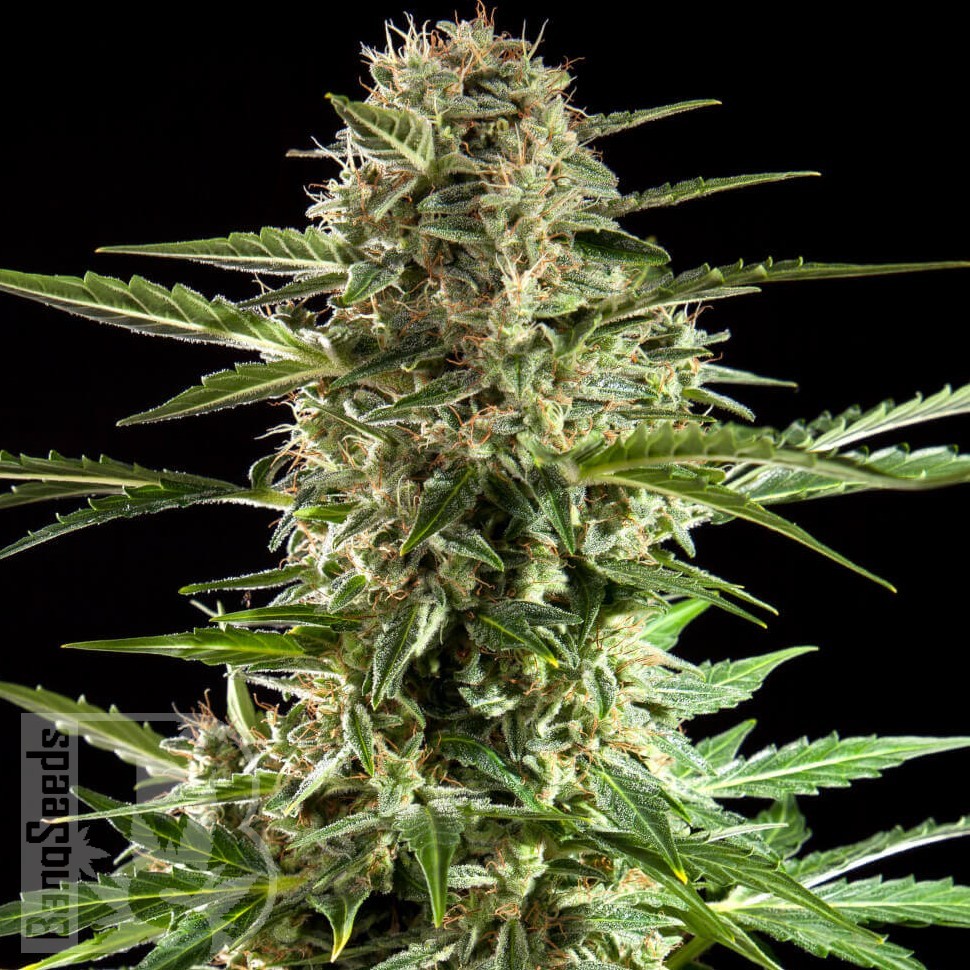 Семена  Auto Karatal feminised Bang Seeds Семена  Auto Karatal feminised Bang Seeds
