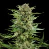 Семена  Auto Karatal feminised Bang Seeds Семена  Auto Karatal feminised Bang Seeds
